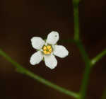 Seaside brookweed <BR>Water pimpernel